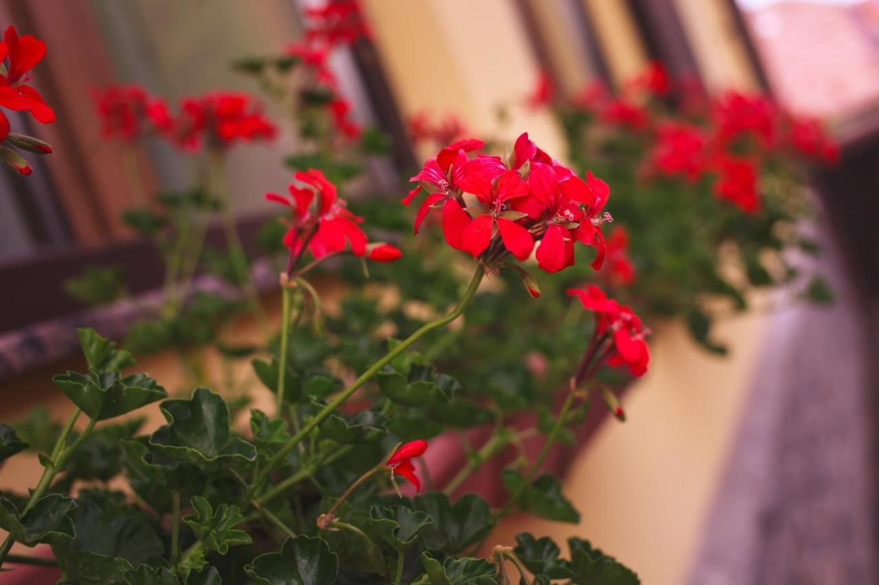 Отель Pension Brasovu Vechi Брашов-21