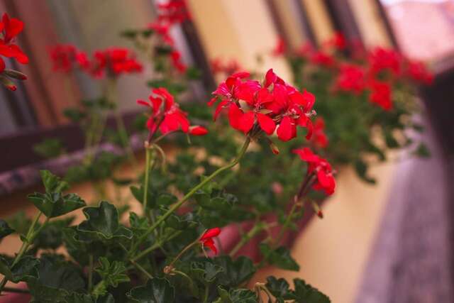 Отель Pension Brasovu Vechi Брашов-20